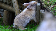 Kaninchen (07).jpg